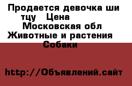 Продается девочка ши-тцу › Цена ­ 20 000 - Московская обл. Животные и растения » Собаки   